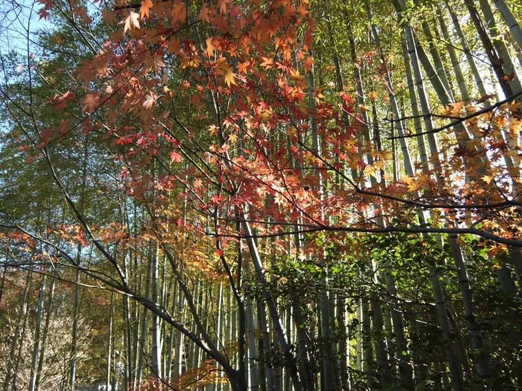 Autumn Bamboo.jpg