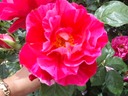 National Rose Garden