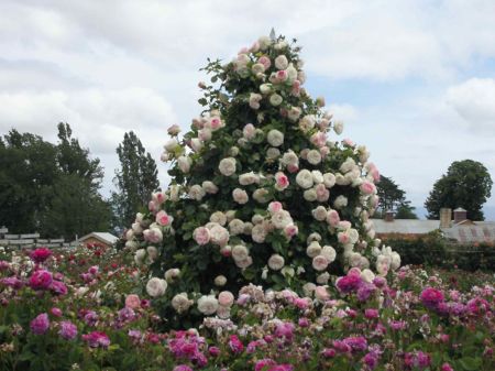 National Rose Garden