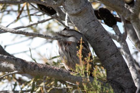 Frogmouth 2